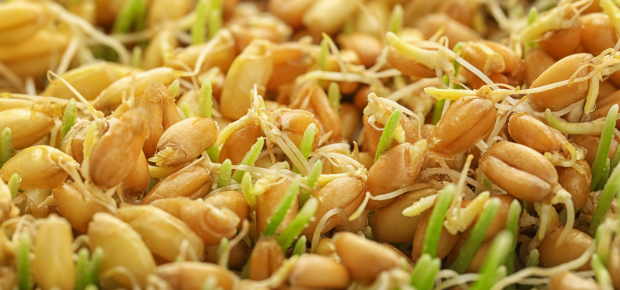 what is sprouted grains | sprouted grain facts